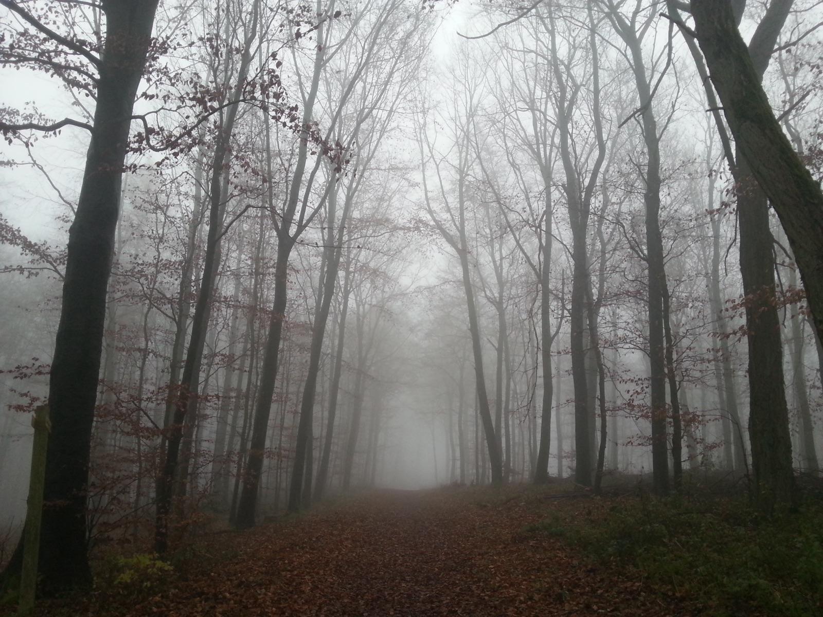 A lonely forest path at dusk, evoking the wilderness practice described in the Bhayabherava Sutta