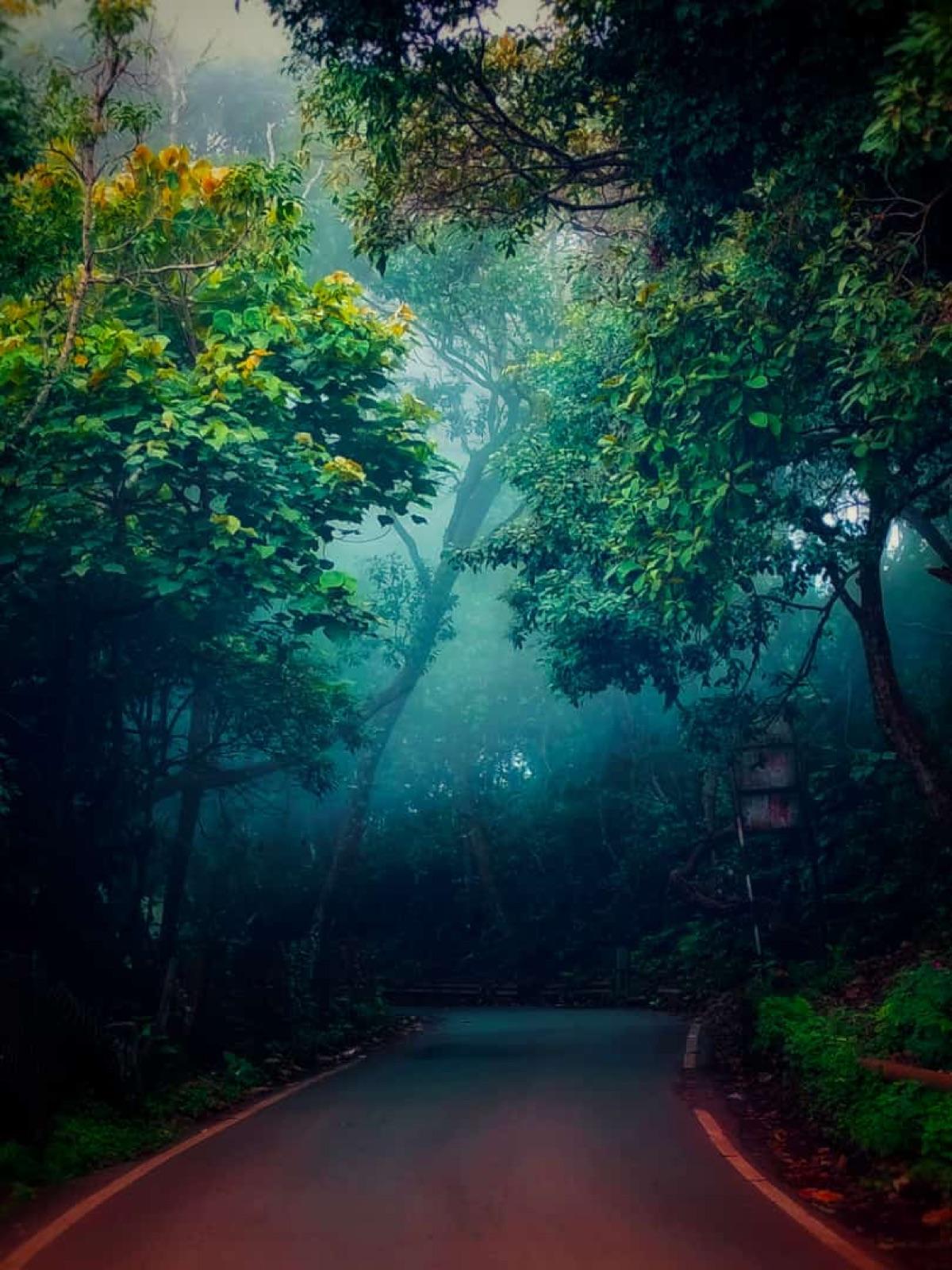 A misty forest road in Coonoor, Tamil Nadu