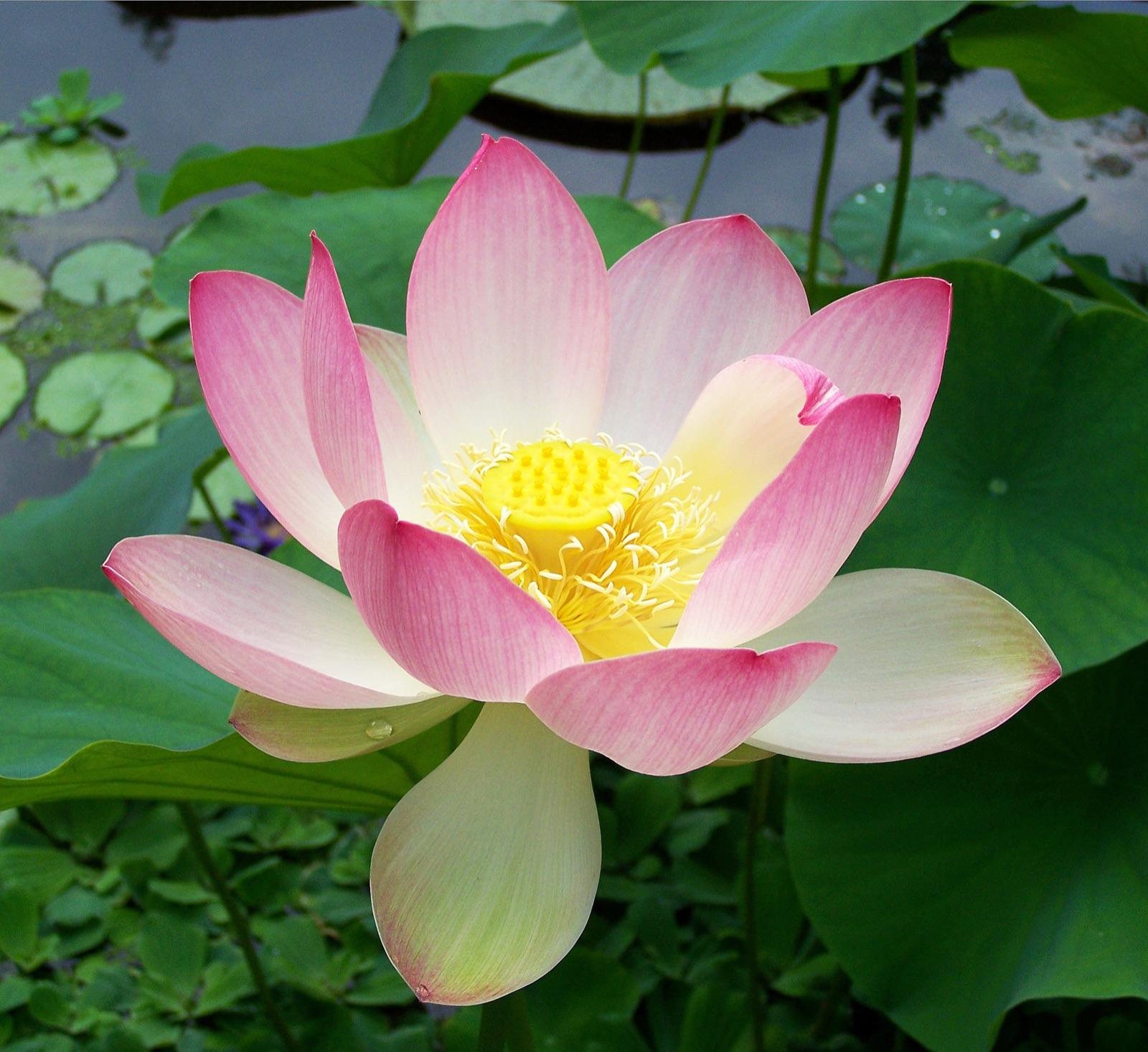 Sacred lotus (Nelumbo nucifera) in bloom